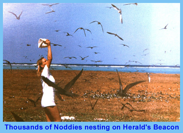 Noddies nesting