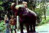 78 Sri Lanka elephant JJJ