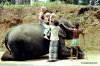 78 Sri Lanka elephant sit