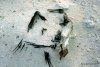 82 mellish dead bird