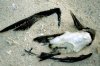 82 mellish dead bird2