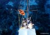 82 mellish diving
