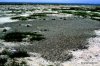 82 mellish pumice