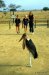 84 africa stork JJJ