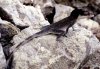 85_malpelo lizard