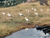 69-stork-Nakuru