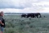 18_uganda-elephants