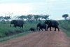 220-elephants