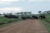 221-elephants-crossing-rd