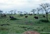 222-elephants