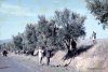 23_north-africa-olives