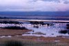 245-flamingos-in-water