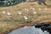 251-stork-group