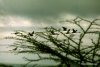 265-birds-flying-trees1