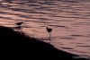 270-sand-birds
