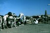77-camels