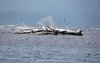 GordonRiver (102)