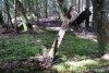 GordonRiver (23)
