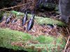 GordonRiver (25)