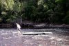 GordonRiver (49)