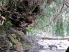 GordonRiver (68)