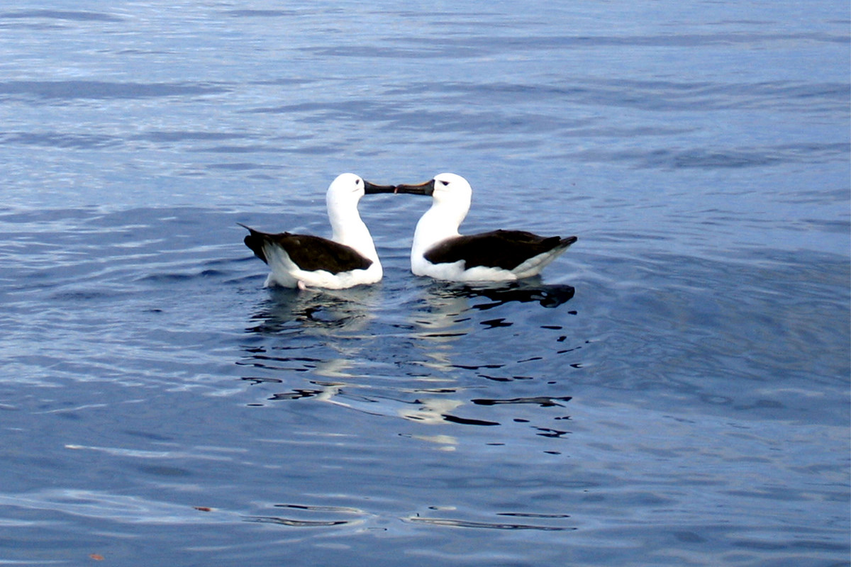  Bass Strait Albatross