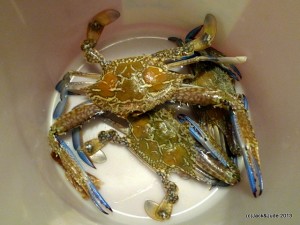Life Afloat - plenty of crabs