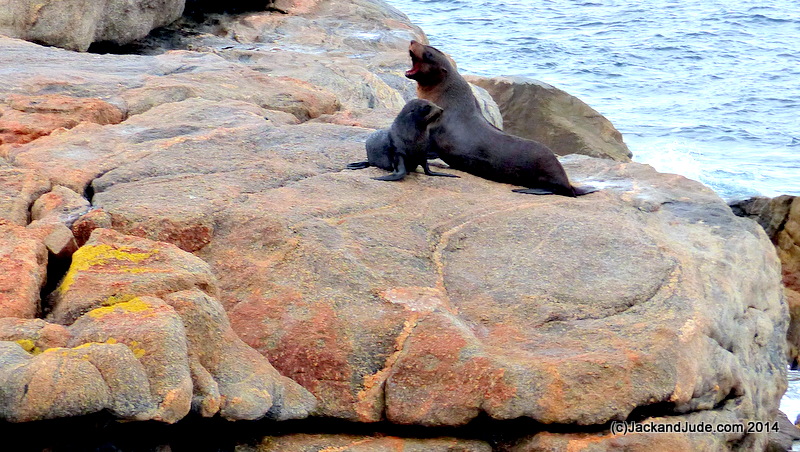 Sea Lion colony scattered around the bay