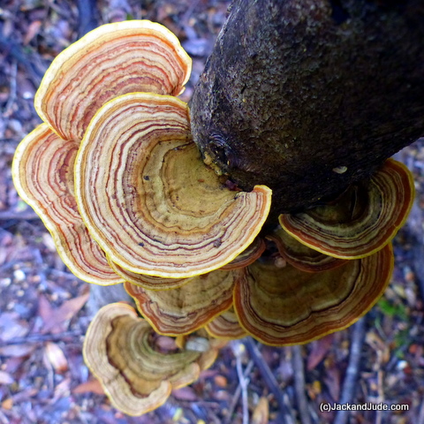 Tree Fungi The beauty of Nature