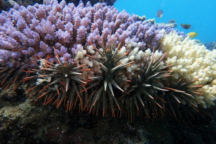 crown-of-thorns feasting on coral